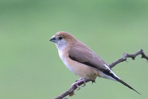 Indian Silverbill