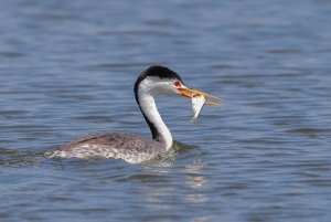 Grebe catching lunch
