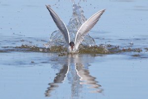 Common Tern Fishing