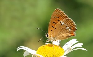 Scarce Copper