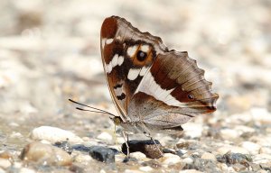 Purple Emperor