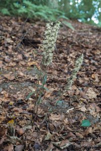 Violet Helleborine - Epipactis purpurata