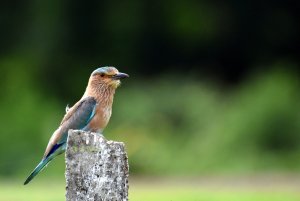 Indian Roller