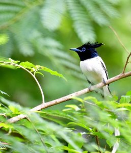 Asian Paradise Fly Catcher