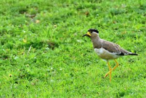 Yellow Wattled Lapwing