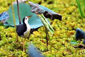 White Breasted Waterhen