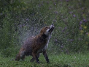 shaking fox