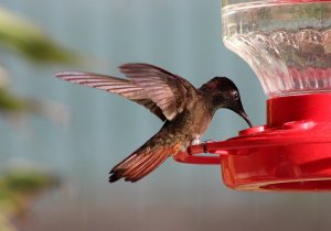 Ruby - topaz Hummingbird (male)
