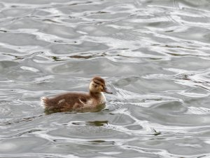 Duckling