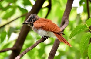 Female Asian Paradise Fly Catcher