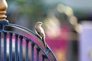 White Throated Munia