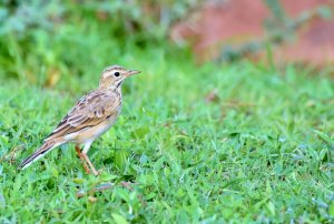 PADDYFIELD PIPIT