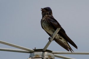 purple martin