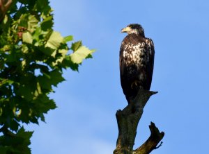 Young Bald Eagle