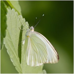 Great Southern White (male)
