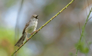 graceful prinia