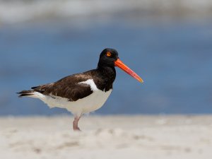 American Oystercatcher