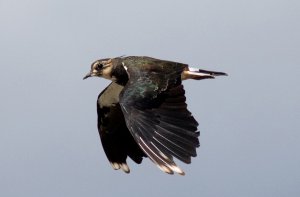 Lapwing