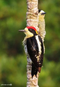Beautiful Woodpecker - El Paujil Reserve. Magdalena Valley, Colombia.