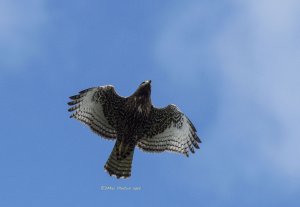 Red Tail or Harlan's Hawk