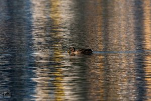 Mallard in color