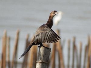 Little Cormorant