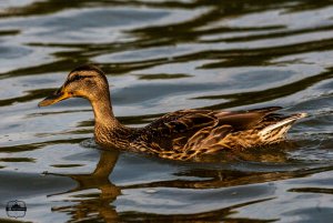 Mallard close up