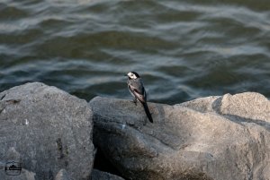 A pretty little white wagtail