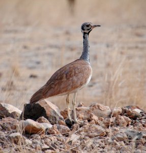 White winged Black Korhaan