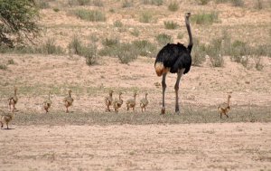 Ostrich family