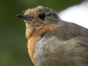 A Ragged Robin