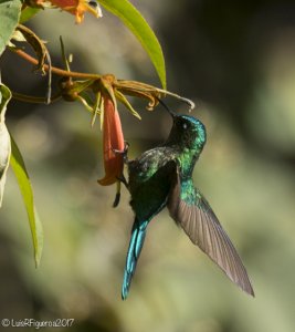 Long-tailed Sylph Young Male