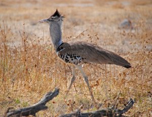 Kori Bustard