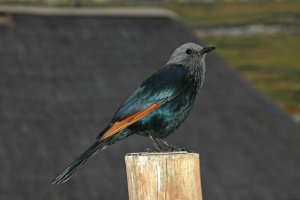 Red-winged starling