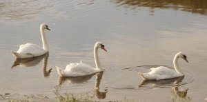 A trio of mute swans on the river condor