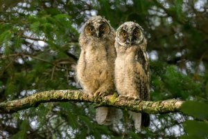 Long-eared Owlet Siblings