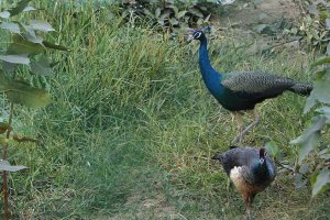 Indian Peafowl