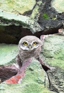 Spotted Owlet