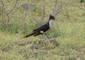 Jacobin Cuckoo