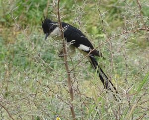 Jacobin Cuckoo