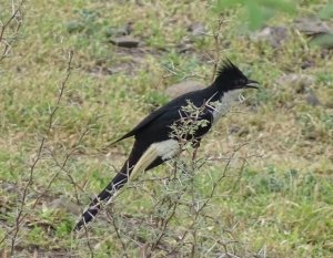 Jacobin Cuckoo