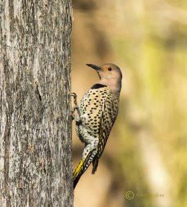 Northern Flicker