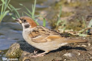 Tree Sparrow