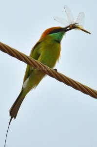 Small Bee Eater with prey