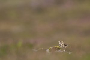 meadow pipit amongst the heather