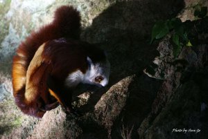Red-and-white giant flying squirrel