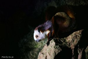 Red-and-white giant flying squirrel