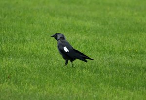 Jackdaw