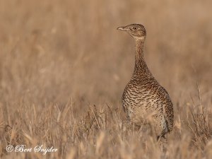 Little Bustard Portugal