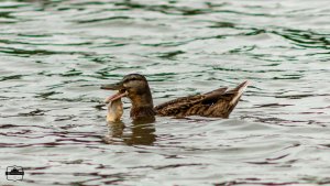 Eating mallard